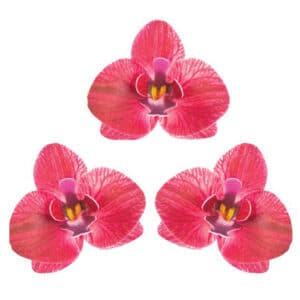 Punased vahvlist orhideed, 3 tk
